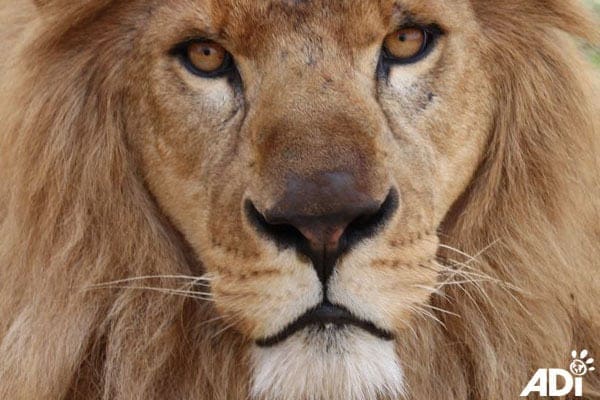 Animal Defenders International Lion Rescue