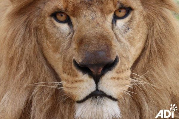 Animal Defenders International Lion Rescue Animal Defenders International Lion Rescue