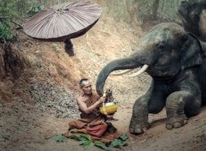 Monk with elephant