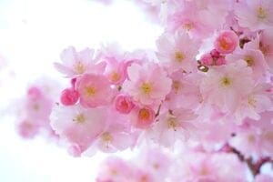 Higan - spring blossoms