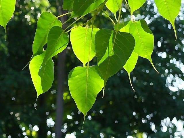 Sanghamitta Day - bo tree leaves