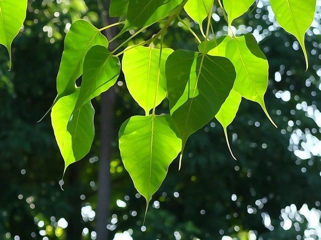 Sanghamitta Day - bo tree leaves Sanghamitta Day - bo tree leaves