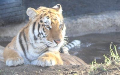 The Animal Defenders International Temporary Rescue Center –  Meeting the Tigers and Lions