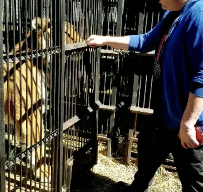 Howard and Itza the Tiger