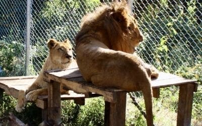 Lions and Tigers are Different  – Part 2